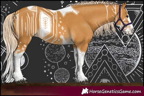 Horse Color:Palomino Splash Tobiano 