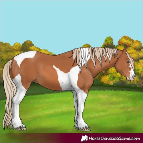 Horse Color:Chestnut Tobiano
