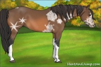 Horse Color:Buckskin Ice Tobiano 