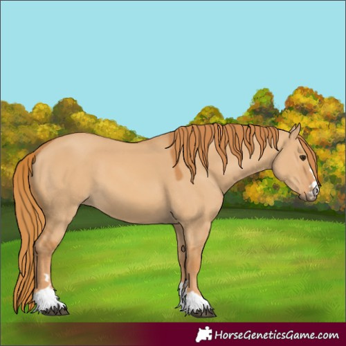 Horse Color:Red Dun