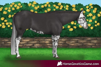 Horse Color:Smoky Black  and Smoky Black Splash 