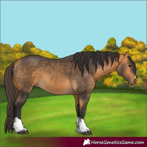 Horse Color:Buckskin Tobiano