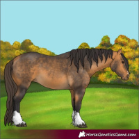 Horse Color:Buckskin Tobiano 
