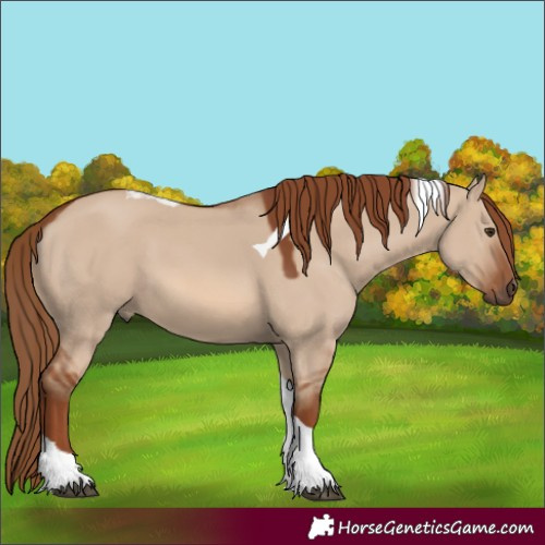 Horse Color:Red Dun Tobiano 