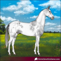 Horse Color:White Spotted Black Splash Tobiano Frame Appaloosa 