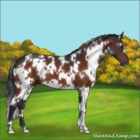 Horse Color:White Spotted Brown 
