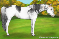Horse Color:White Spotted Black  and White Spotted Bay 