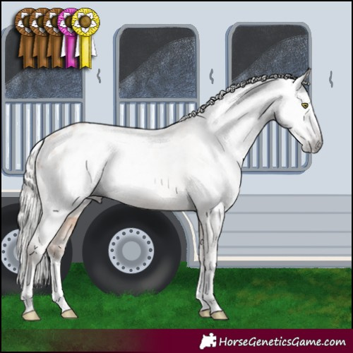 Horse Color:Gray Silver Amber Champagne Varnish Rabicano 