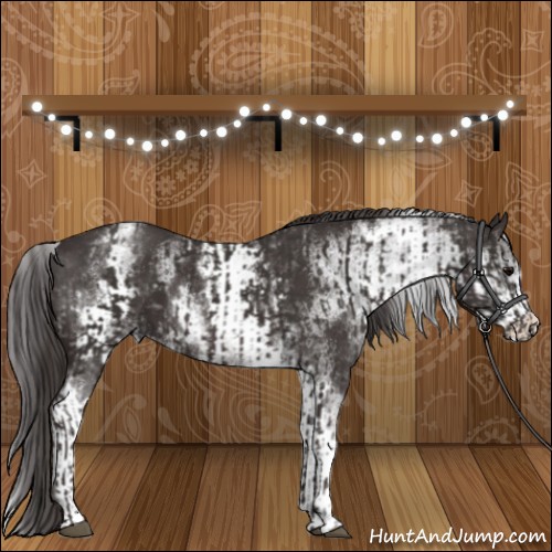 Horse Color:Smoky Black  and White Spotted Smoky Black 