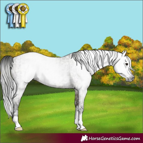 Horse Color:Gray Grullo  and Gray Smoky Grullo 
