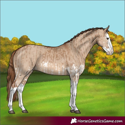 Horse Color:Red Dun Splash and Red Dun Splash