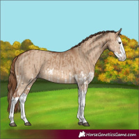 Horse Color:Red Dun Splash and Red Dun Splash
