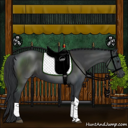 Horse Color:Black 