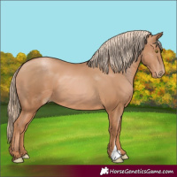 Horse Color:Chestnut Pearl 