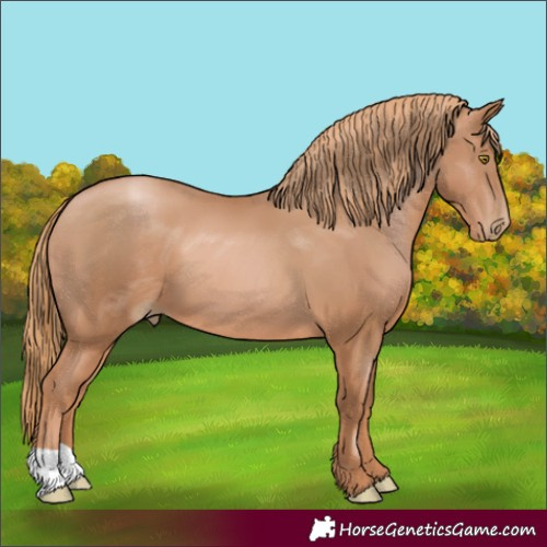 Horse Color:Chestnut Pearl 