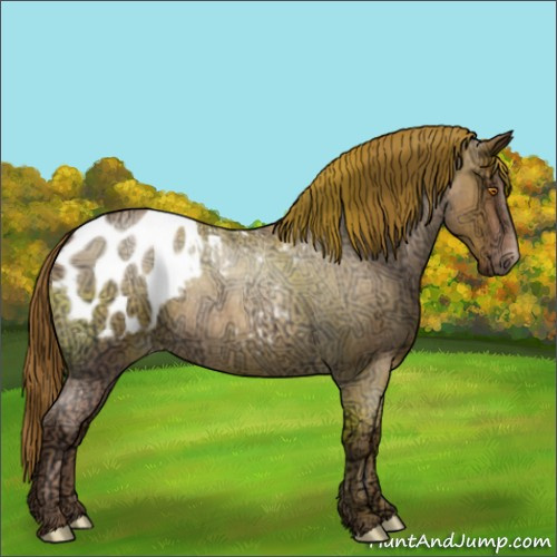 Horse Color:Brown Ice Roan Pearl Appaloosa 