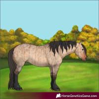 Horse Color:Bay Dun  and Bay Dun 