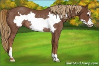 Horse Color:Chestnut Frame Rabicano