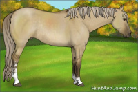 Horse Color:Chocolate Palomino Dun Sabino Rabicano 