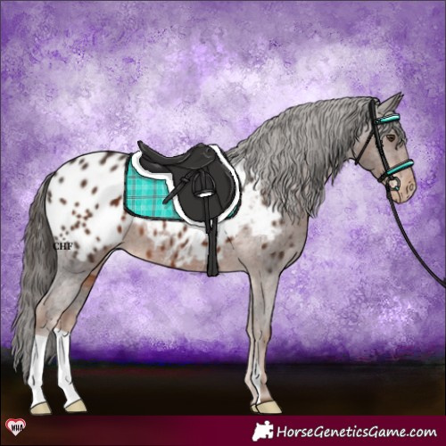 Horse Color:Liver Chestnut Appaloosa 