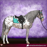 Horse Color:Liver Chestnut Appaloosa