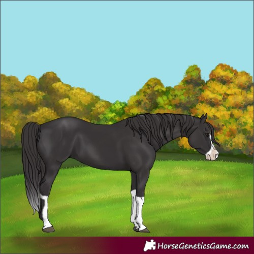 Horse Color:Smoky Black  and Smoky Black Splash 