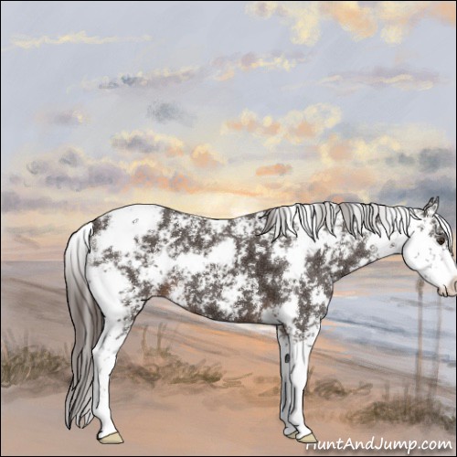 Horse Color:Liver Chestnut Sabino