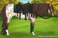 Horse Color:Bay Dun Appaloosa 