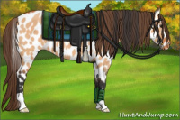 Horse Color:Bay Dun Appaloosa 