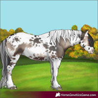 Horse Color:Blue Onyx Splash Tobiano 