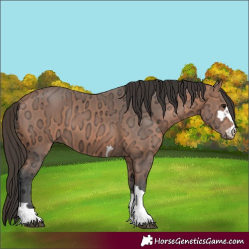 Horse Color:Bay Ice 