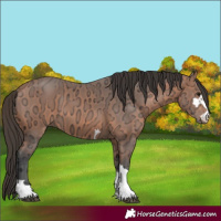 Horse Color:Bay Ice 