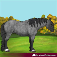 Horse Color:Blue Roan