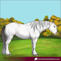 Horse Color:White Spotted Brown Splash