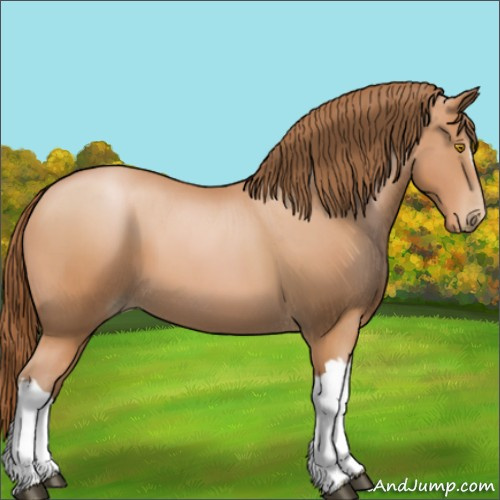 Horse Color:Bay Pearl 