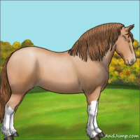 Horse Color:Bay Pearl 