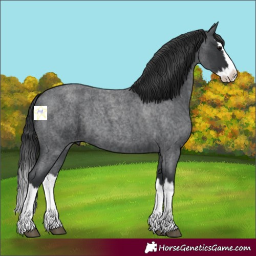 Horse Color:Blue Roan Splash 