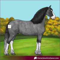 Horse Color:Blue Roan Splash 