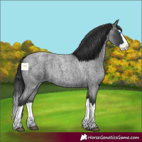 Horse Color:Blue Roan Splash 