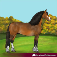 Horse Color:Gray Buckskin 