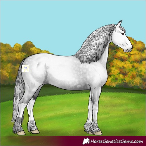 Horse Color:Gray Smoky Black Splash 