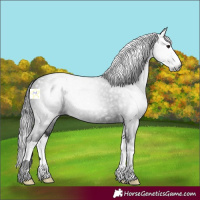 Horse Color:Gray Smoky Black Splash 