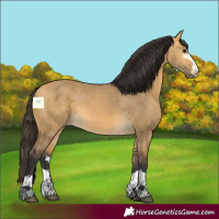 Horse Color:Buckskin Dun 