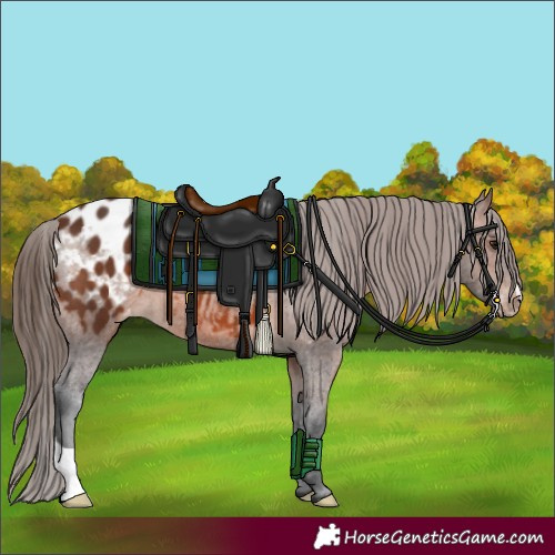 Horse Color:Brown Appaloosa 