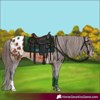 Horse Color:Brown Appaloosa