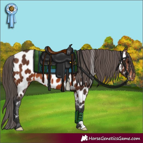Horse Color:Brown Near Leopard