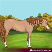 Horse Color:Red Dun 