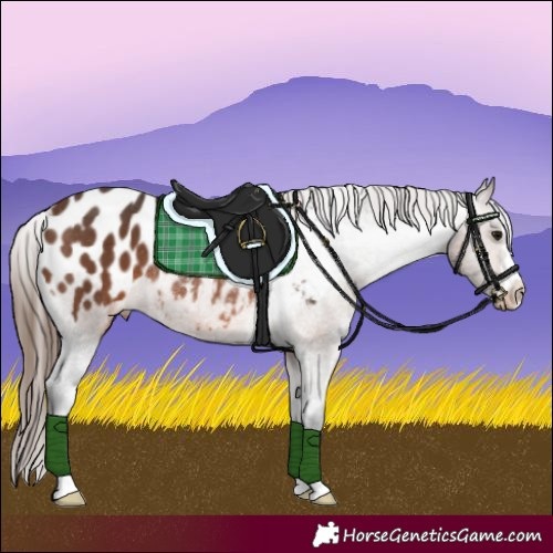 Horse Color:Brown Appaloosa Rabicano 