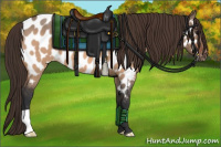 Horse Color:Bay Roan Dun Appaloosa 