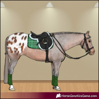 Horse Color:Bay Appaloosa